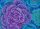 P. Jacobs PJ051 Brassica blue 65cm