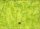 Echo Batiks limette