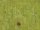 Nitty Gritty chartreuse