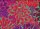 P. Jacobs PJ113 House Leeks Red