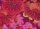 K. Fassett GP093 Lake Blossoms red