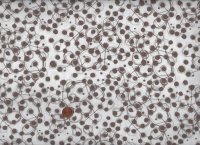 S. Apter Stamped Atomic