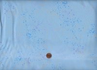 Ruby star society R. Coleman Speckled Water Blue blue 125
